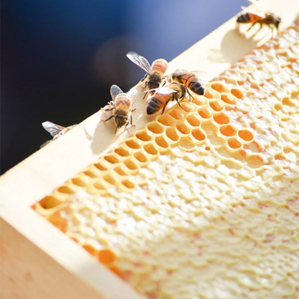 Raw Honey 500g - Image 2